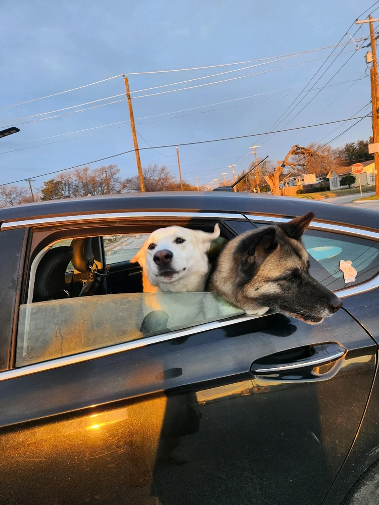 Image uploaded by Thomas