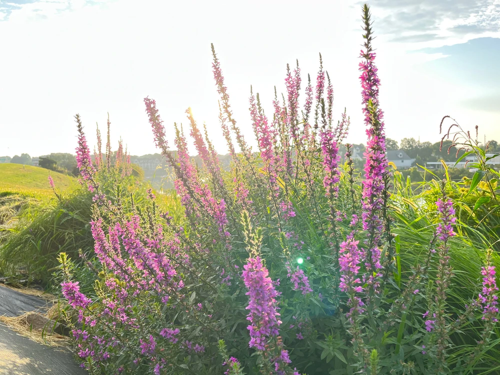 GIF uploaded by Asger