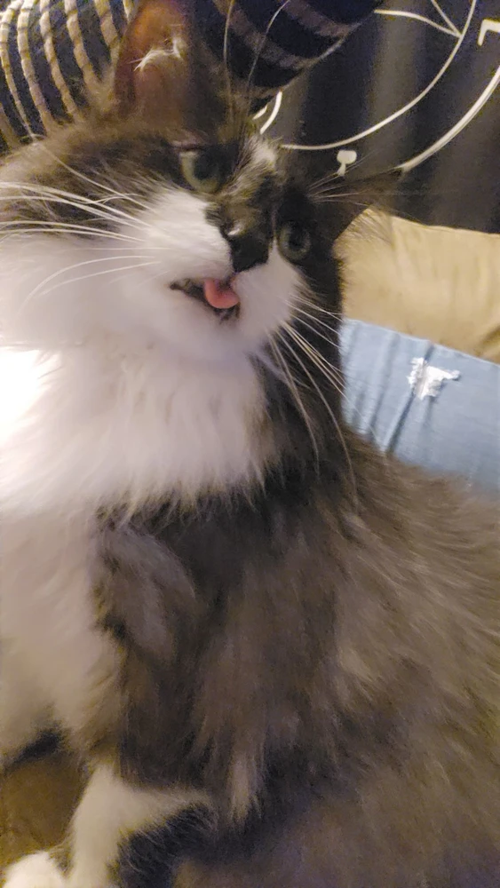 GIF uploaded by Punky