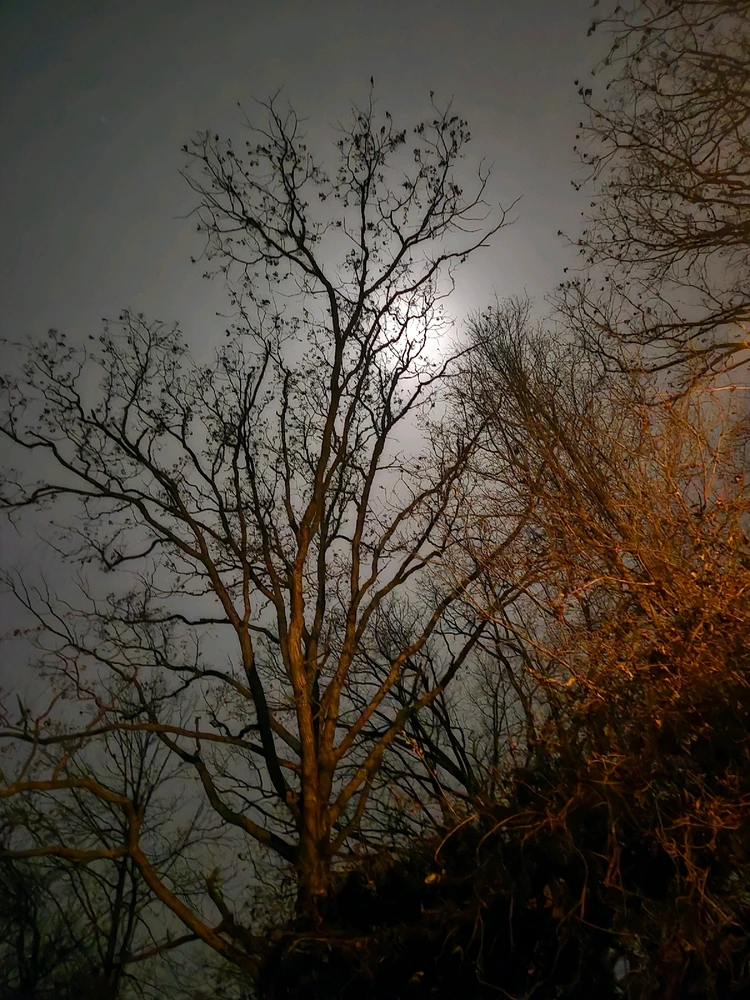 Image uploaded by Tarl