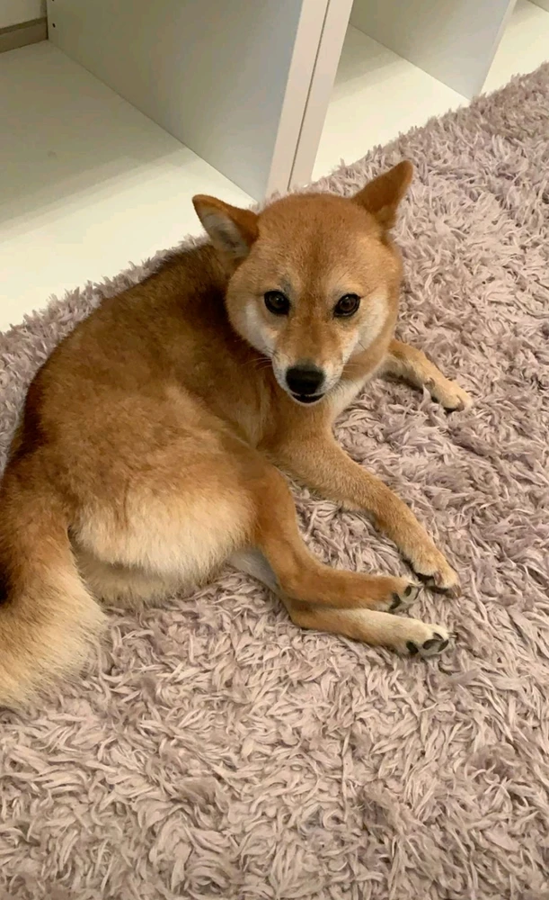 GIF opgelaai deur Kev