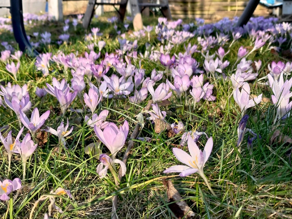 Krokusse im Garten.🤗