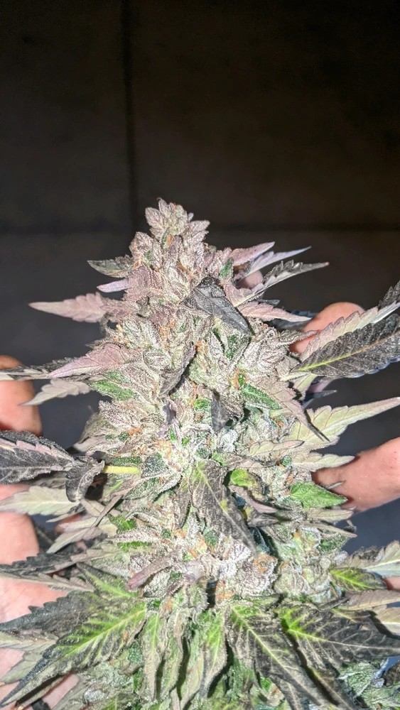 Image uploaded by Joseph