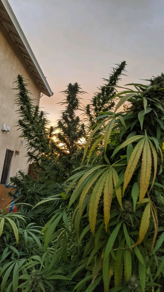 Image uploaded by Joseph