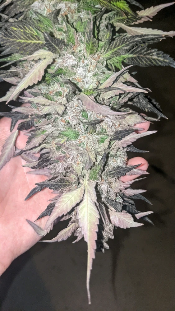 Image uploaded by Joseph