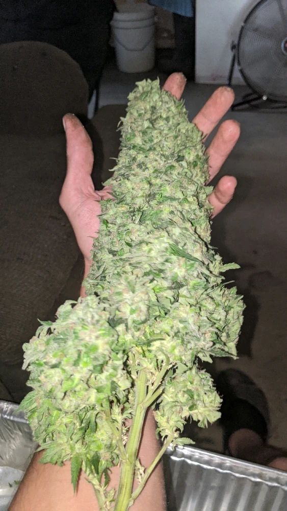 Image uploaded by Joseph