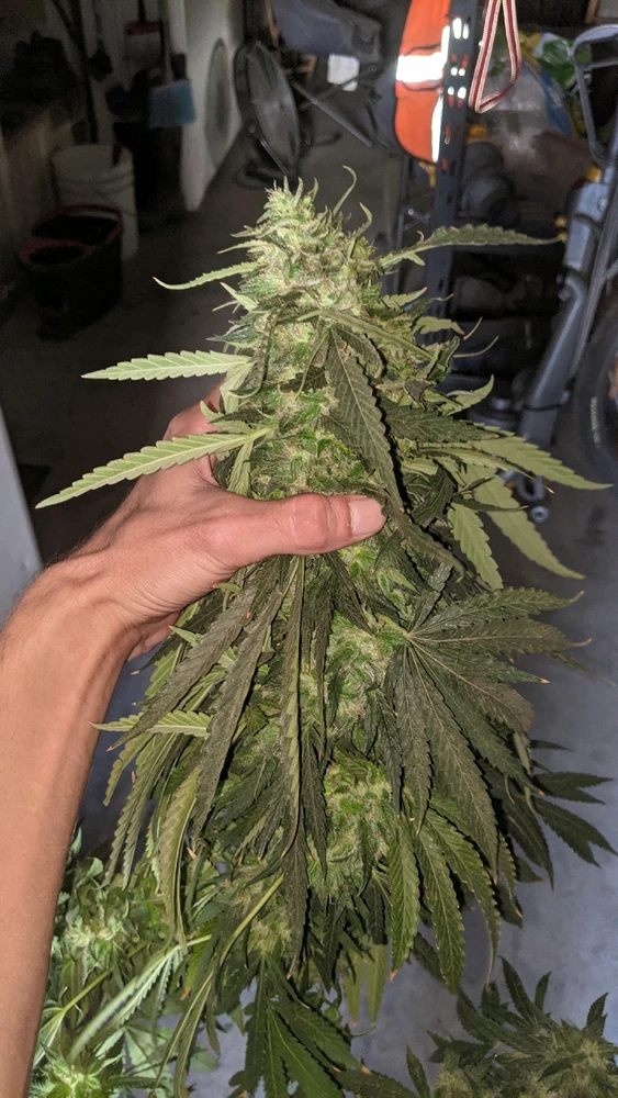 Image uploaded by Joseph