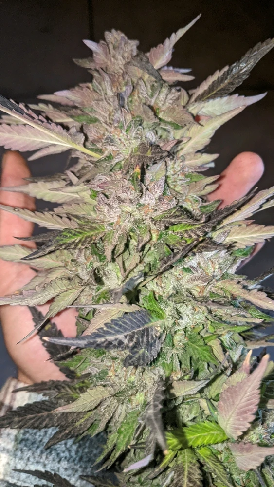 Image uploaded by Joseph