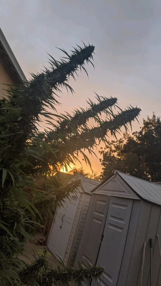 Image uploaded by Joseph