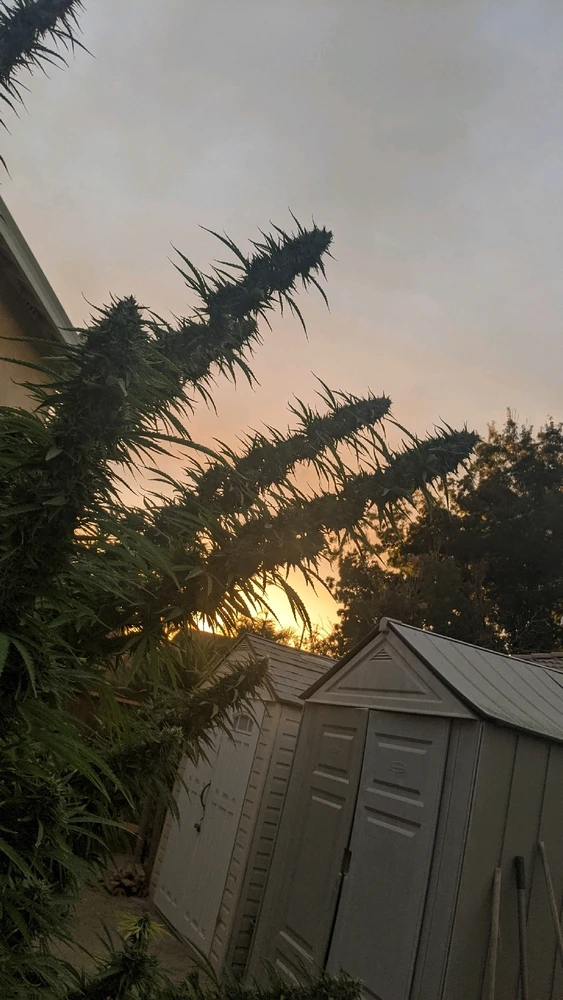 Image uploaded by Joseph