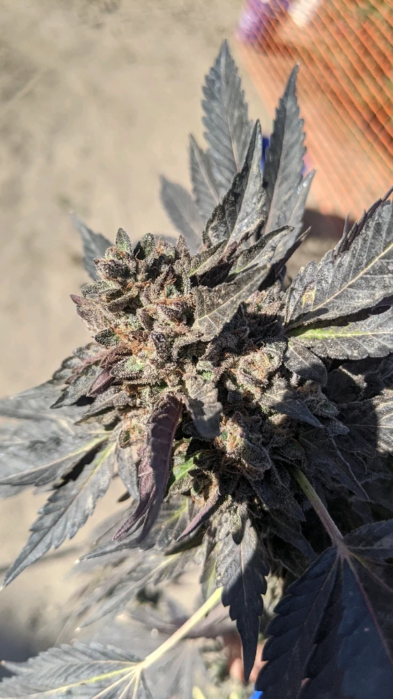 Image uploaded by Joseph