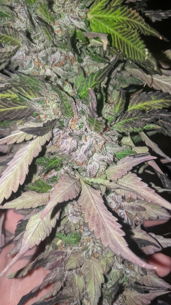 Image uploaded by Joseph