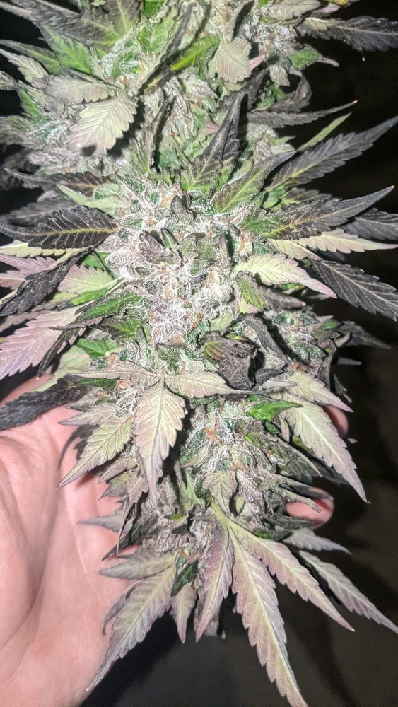 Image uploaded by Joseph