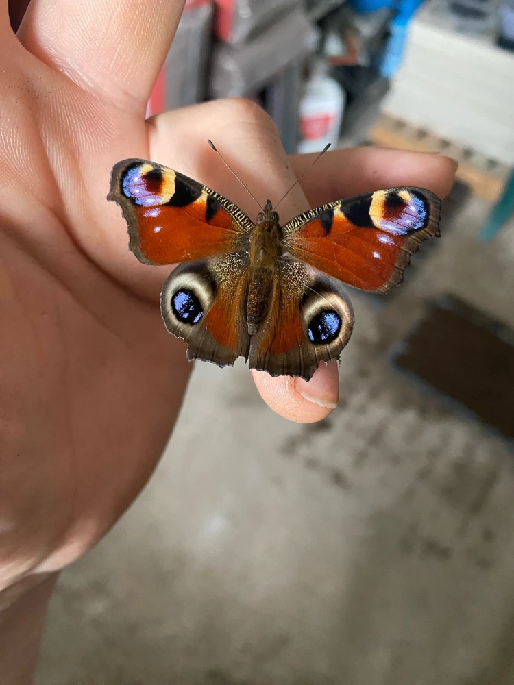 GIF nahral tosassamoj