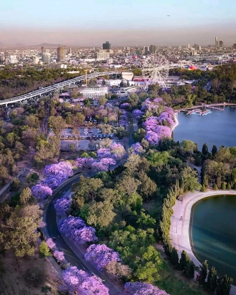 Spring time in CDMX 🇲🇽