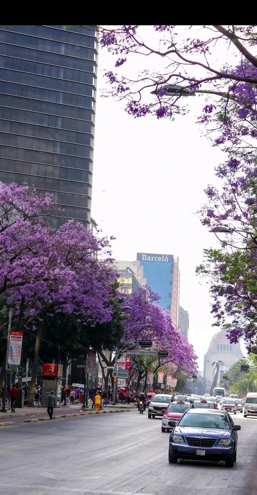 Spring time in CDMX 🇲🇽