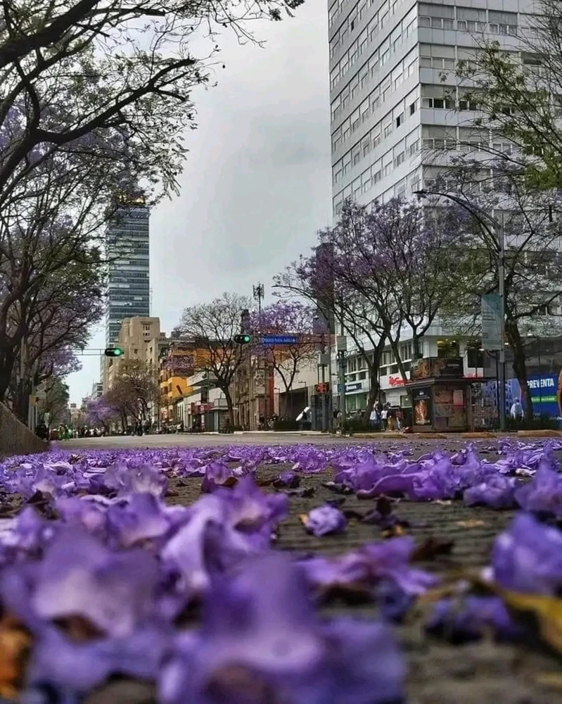 Spring time in CDMX 🇲🇽