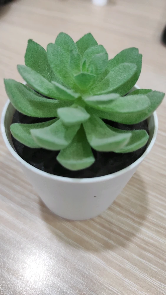 GIF uploaded by Olive Only