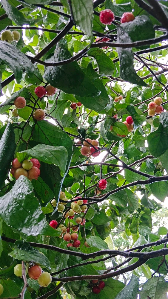 Image uploaded by Moa