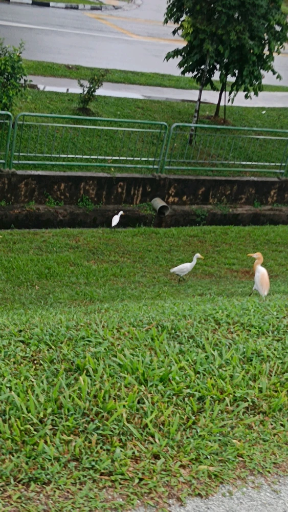 Image uploaded by Moa