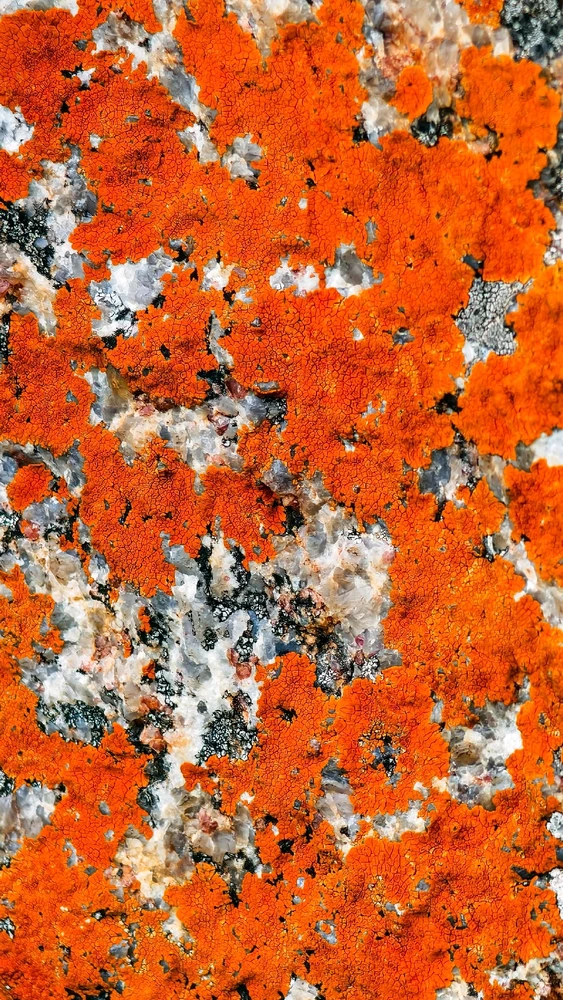 JO NOIR അപ്‌ലോഡ് ചെയ്ത ചിത്രം