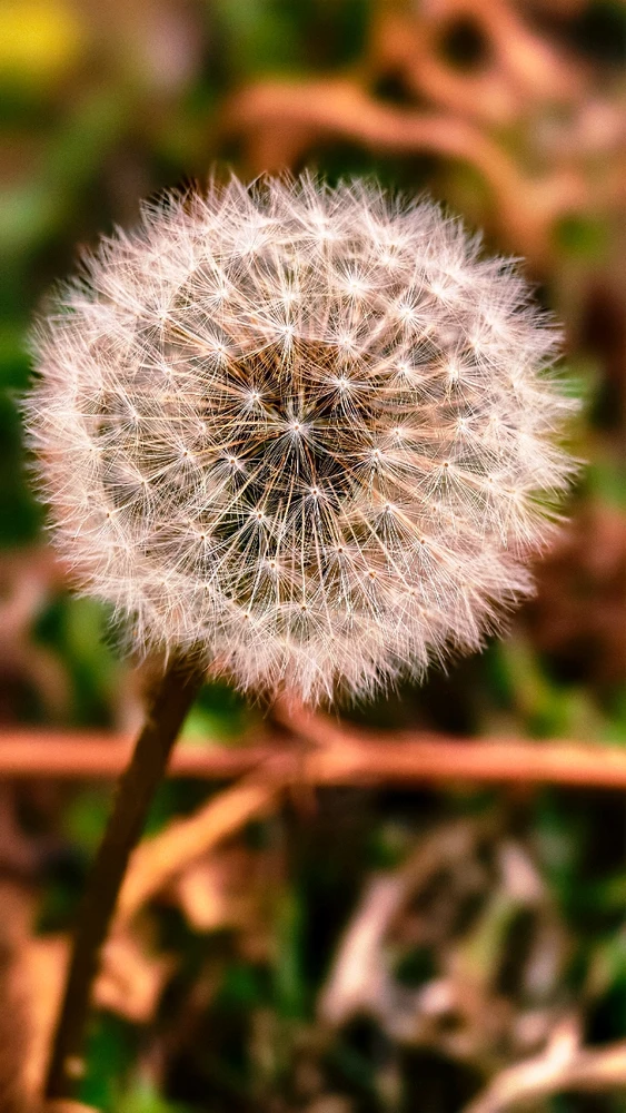 JO NOIR അപ്‌ലോഡ് ചെയ്ത ചിത്രം