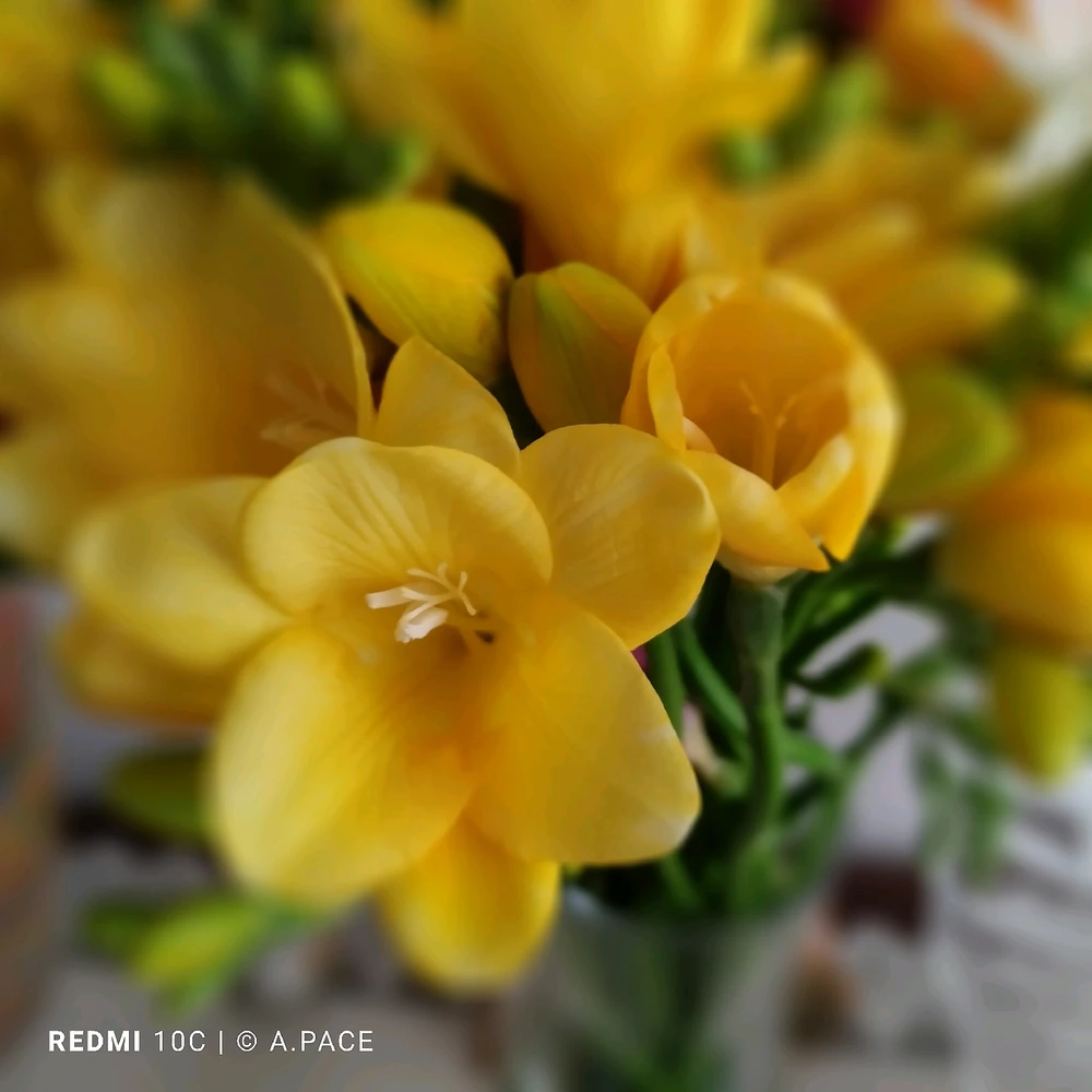 Immagine caricata da Alessandro | alpacigno