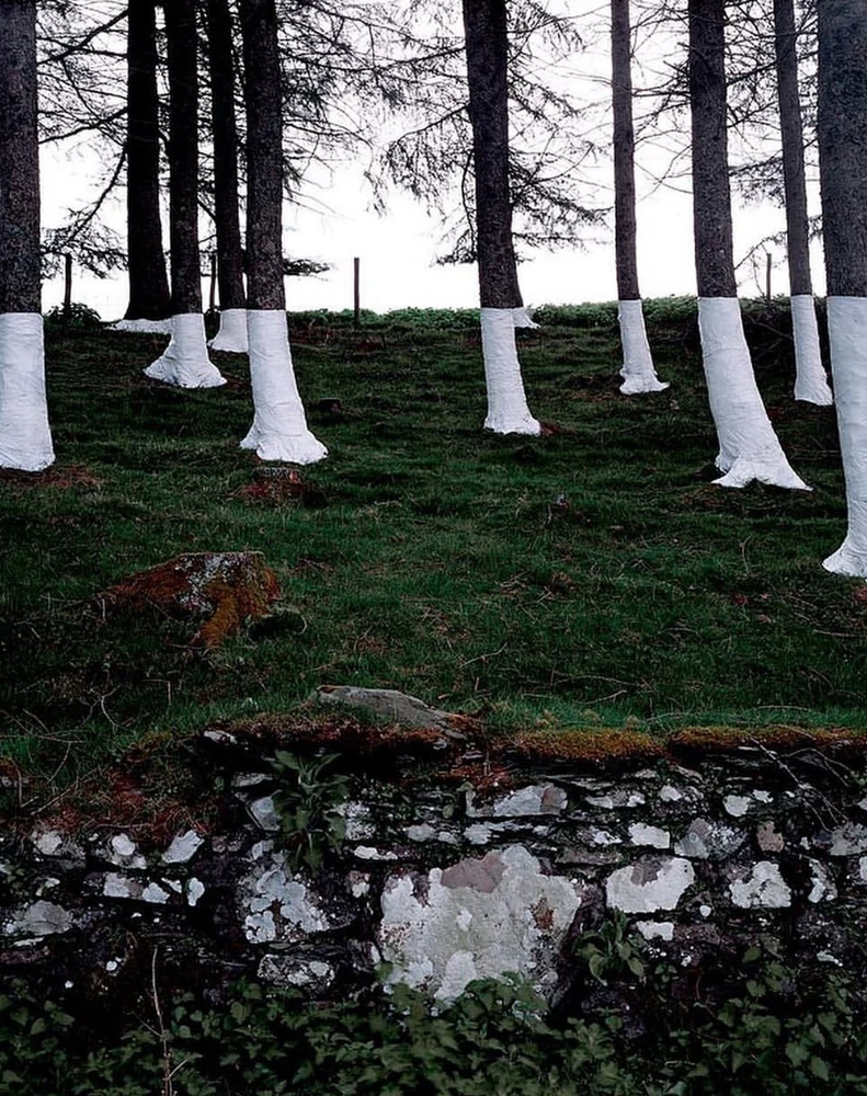 Obrázek nahrál Irónia