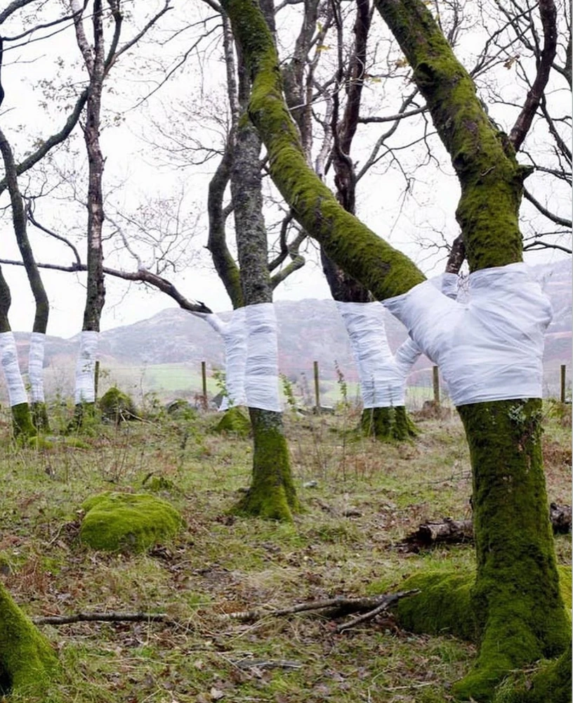 Obrázek nahrál Irónia