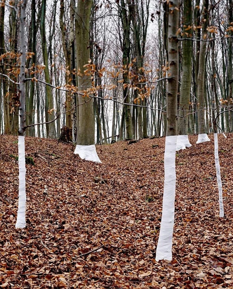 Obrázek nahrál Irónia