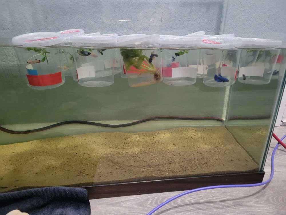 Image uploaded by Sage