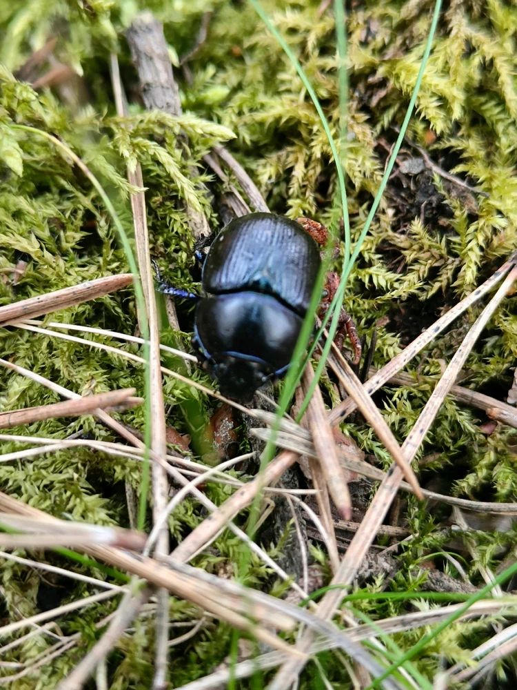 GIF dodany przez ᛊᚨᛚᚢᛏᛟᚱ ᛃᛖᛉᛖᛒᛖᛚ 𖤐