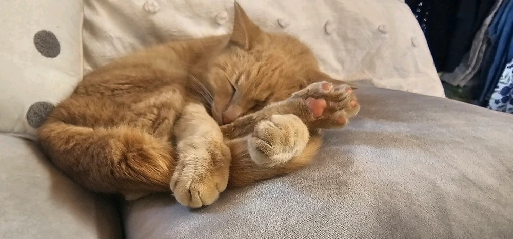 Image uploaded by Ally