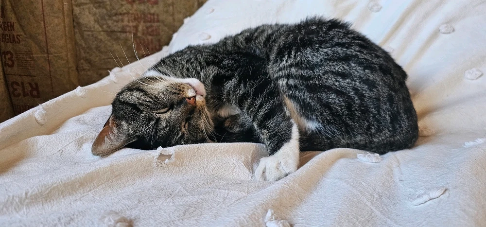 Image uploaded by Ally