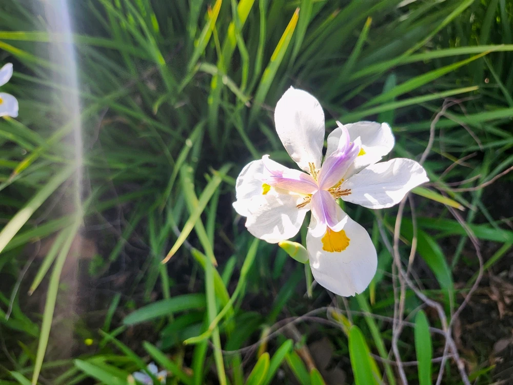 Image uploaded by Johnkarlo