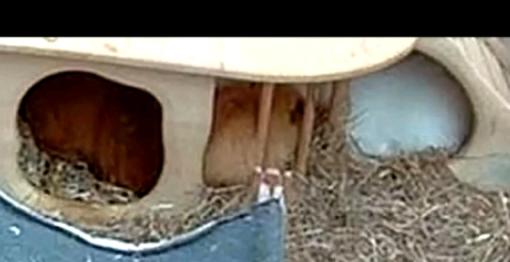 GIF hochgeladen von Noel Ian