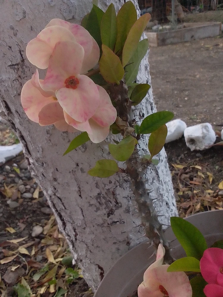 Imagen subida por Leslie