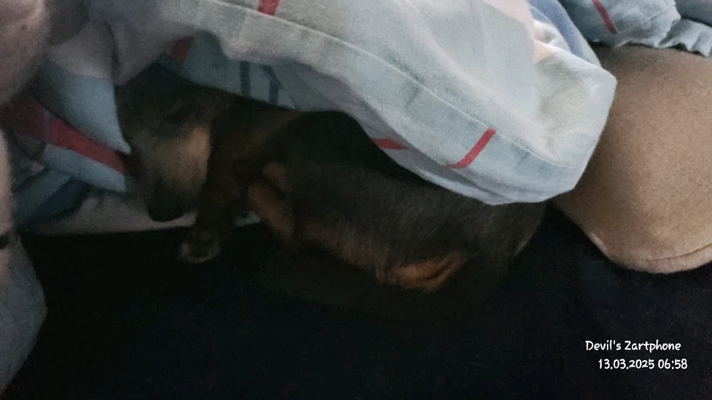 Bild hochgeladen von Devil