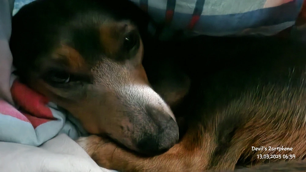 Bild hochgeladen von Devil