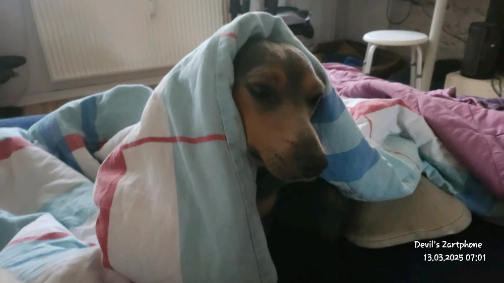 Bild hochgeladen von Devil