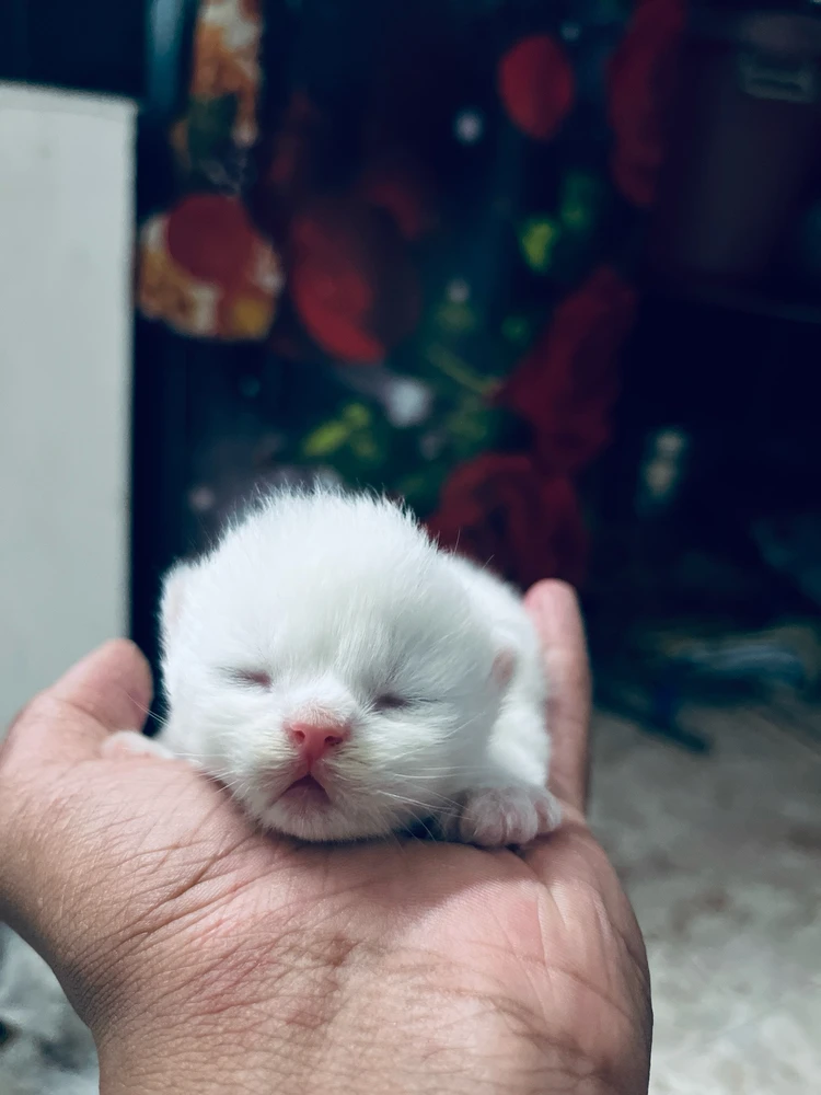 Arshin അപ്‌ലോഡ് ചെയ്ത GIF