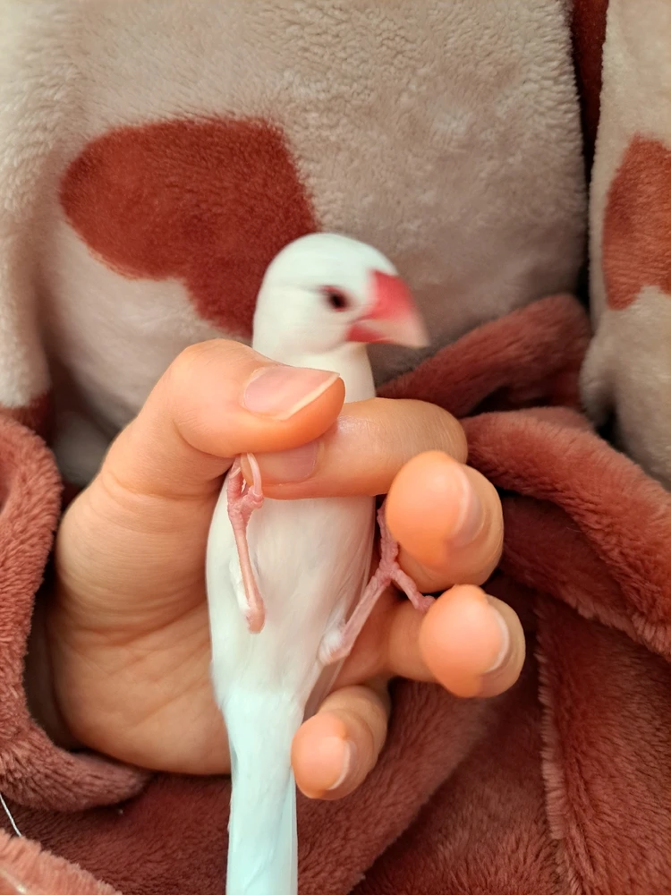 Birdがアップロードした画像