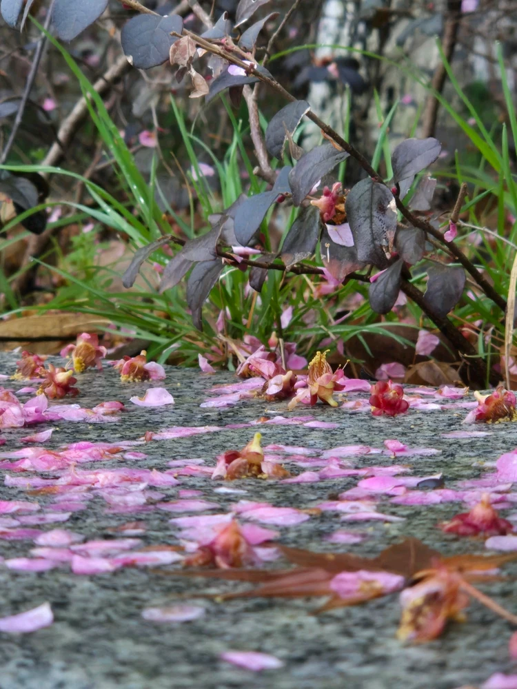 Immagine caricata da Elisa