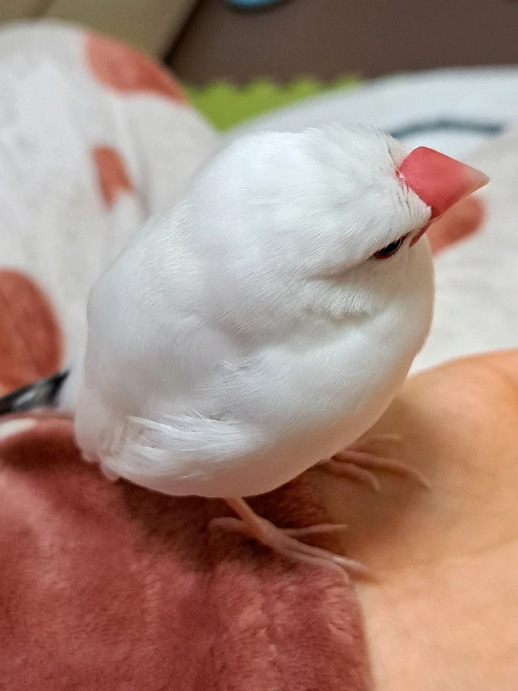 Birdがアップロードした画像