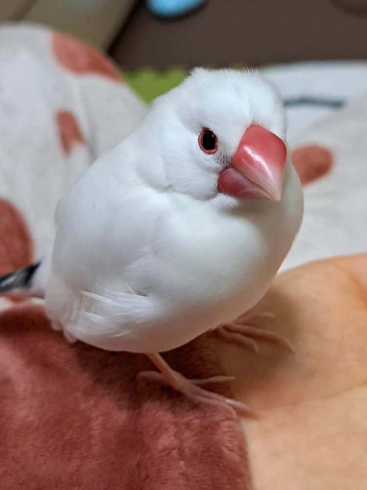 Birdがアップロードした画像