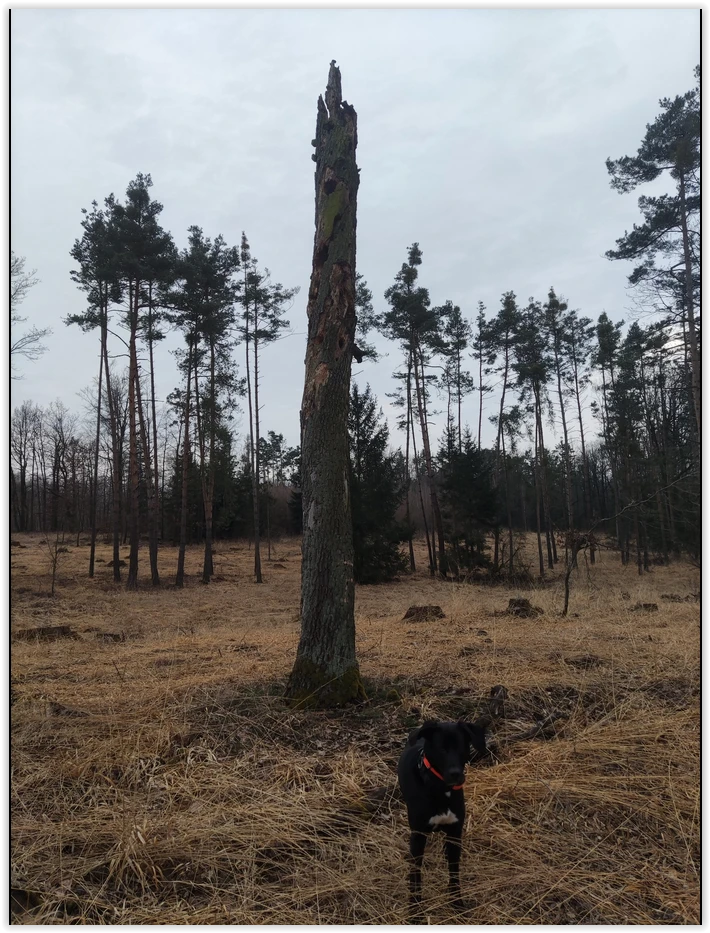 Obrázek nahrál Dave