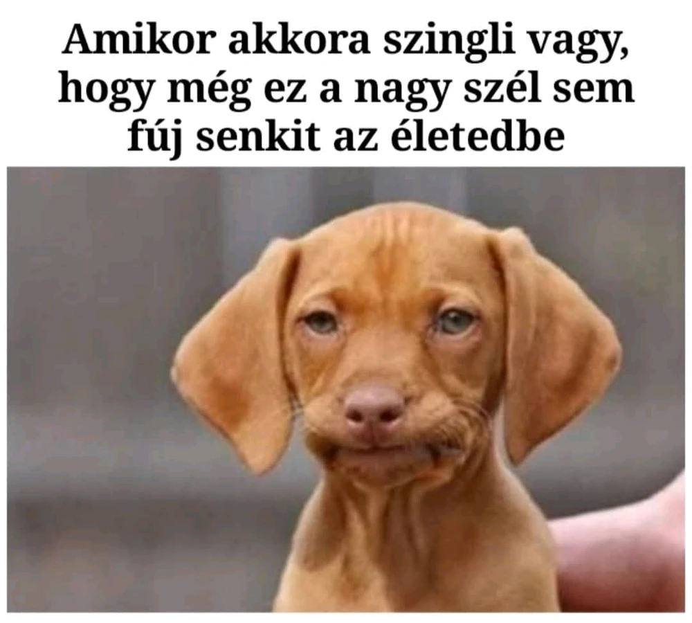 Gábor által feltöltött GIF