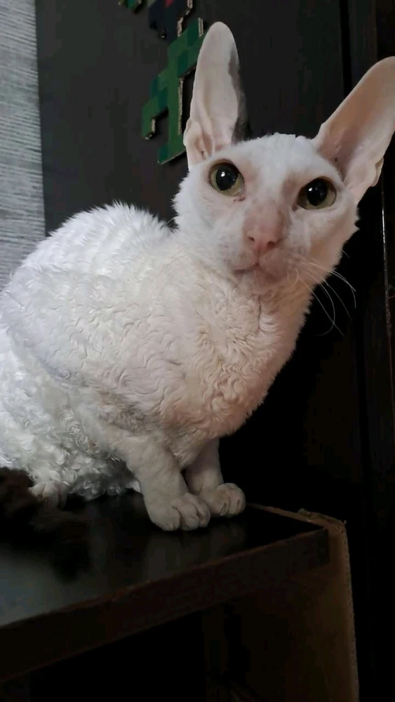 GIF загрузил MantasChan