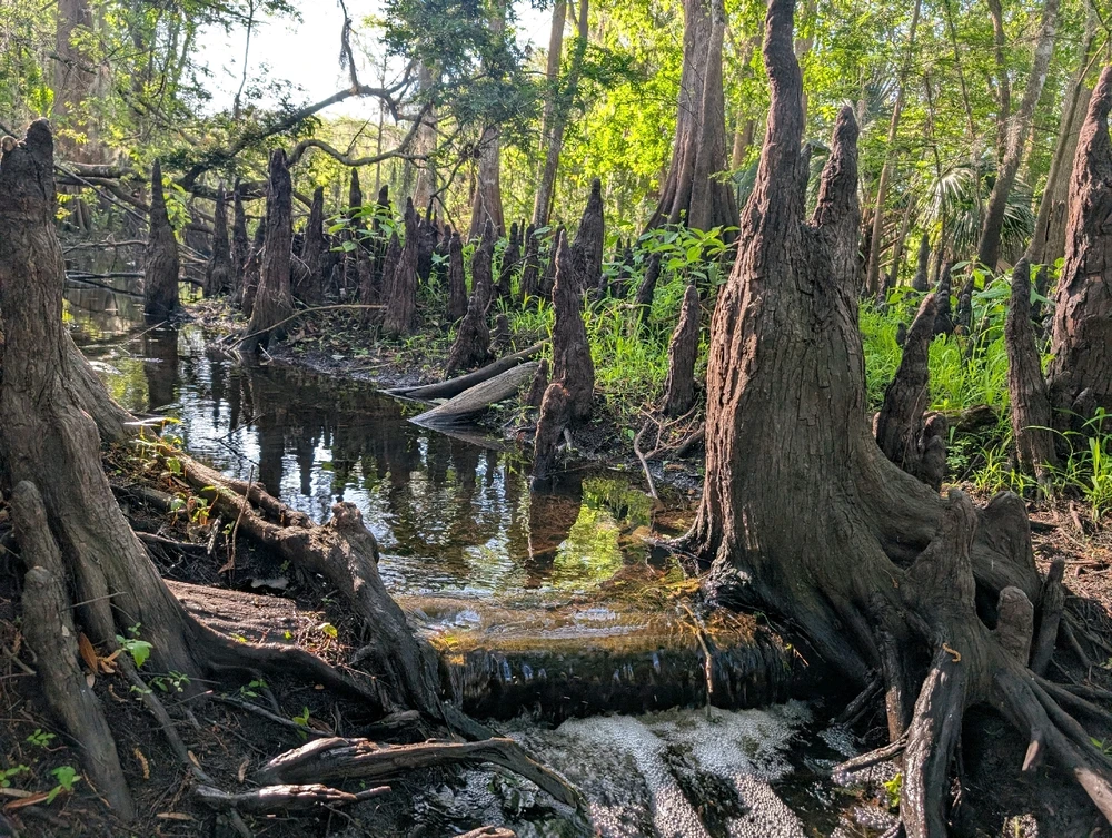 Hiking with the cypress