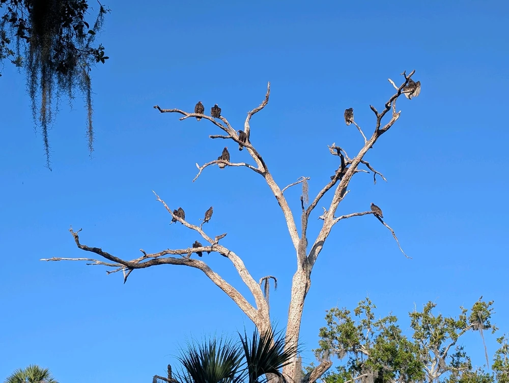 Hiking with the cypress